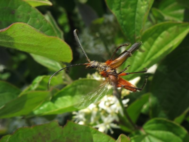 Stenocorus meridianus (Linnaeus, 1758)